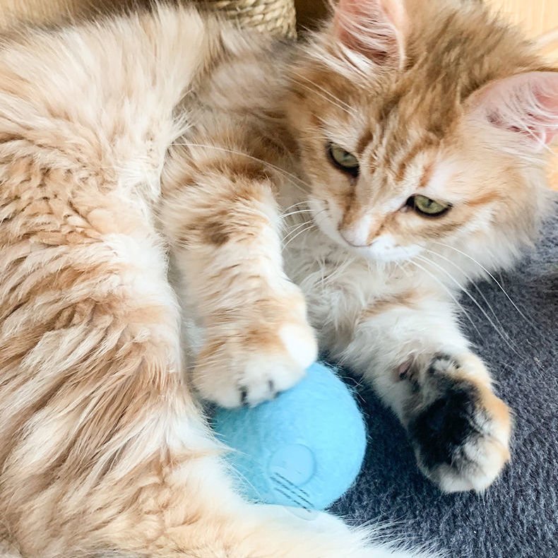 Jouet boule pour chat - Boule interactive KATBOULE™ - Kryspet's