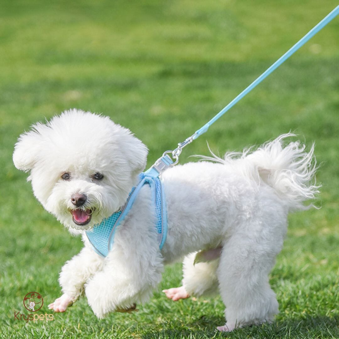 Harnais anti traction chien - MiniPETS™