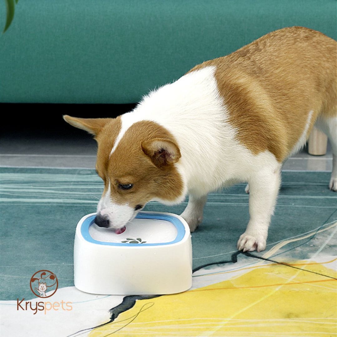 Gamelle pour chien - KrysWater™