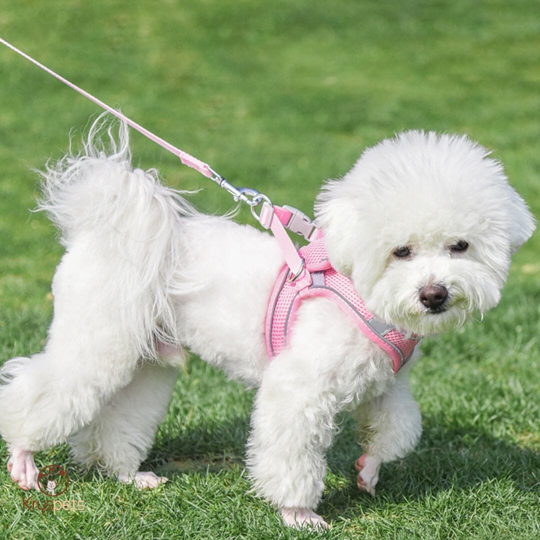 Harnais anti traction chien - MiniPETS™