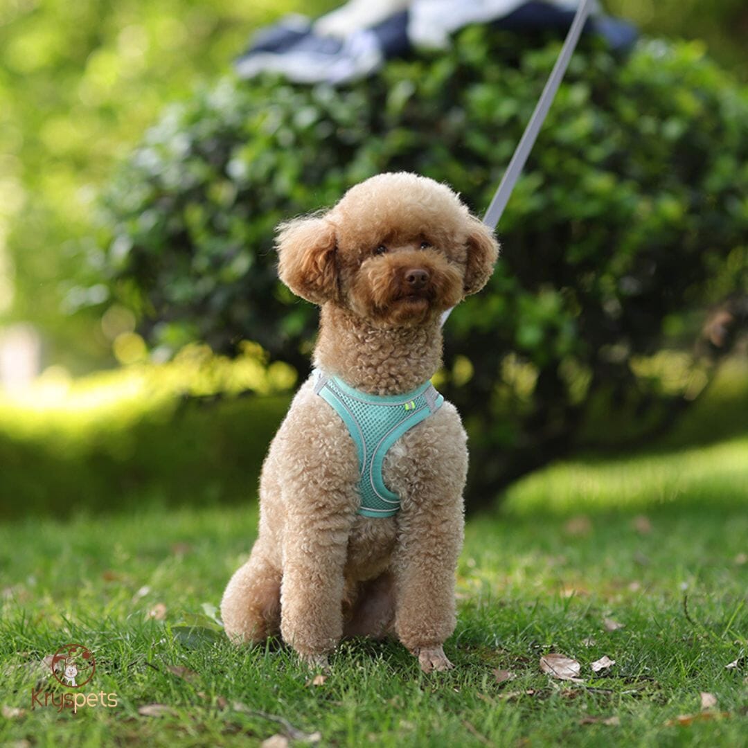 Harnais anti traction chien - MiniPETS™