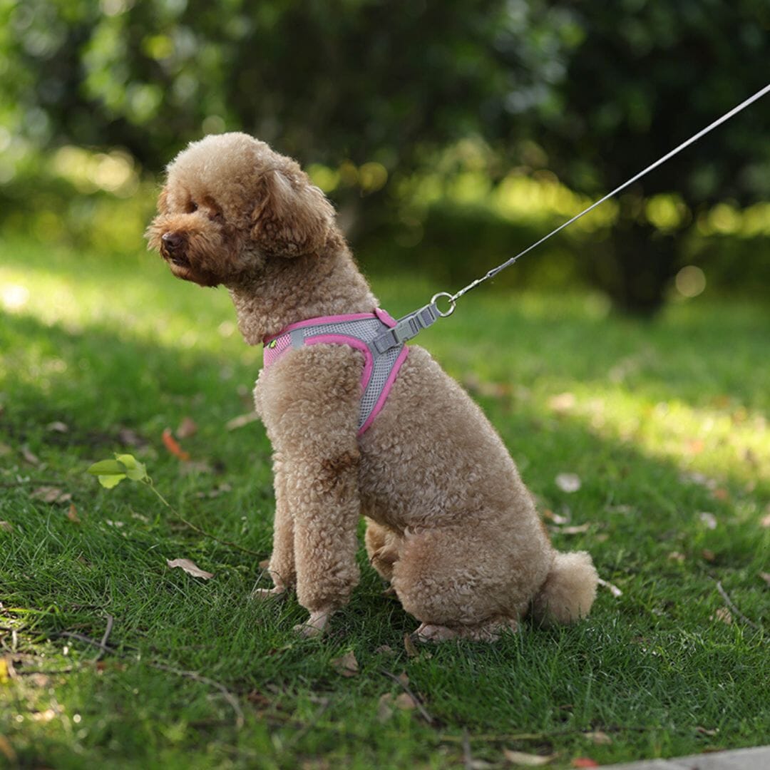 Harnais anti traction chien - MiniPETS™