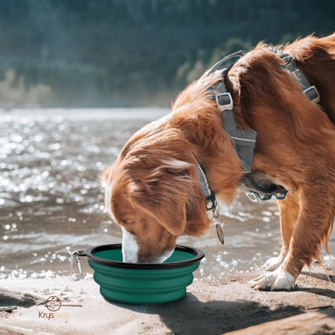 Gamelle chien - AquaDOG™