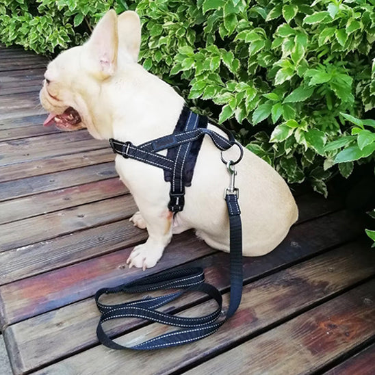 Harnais anti traction chien- KrysWINTERâą