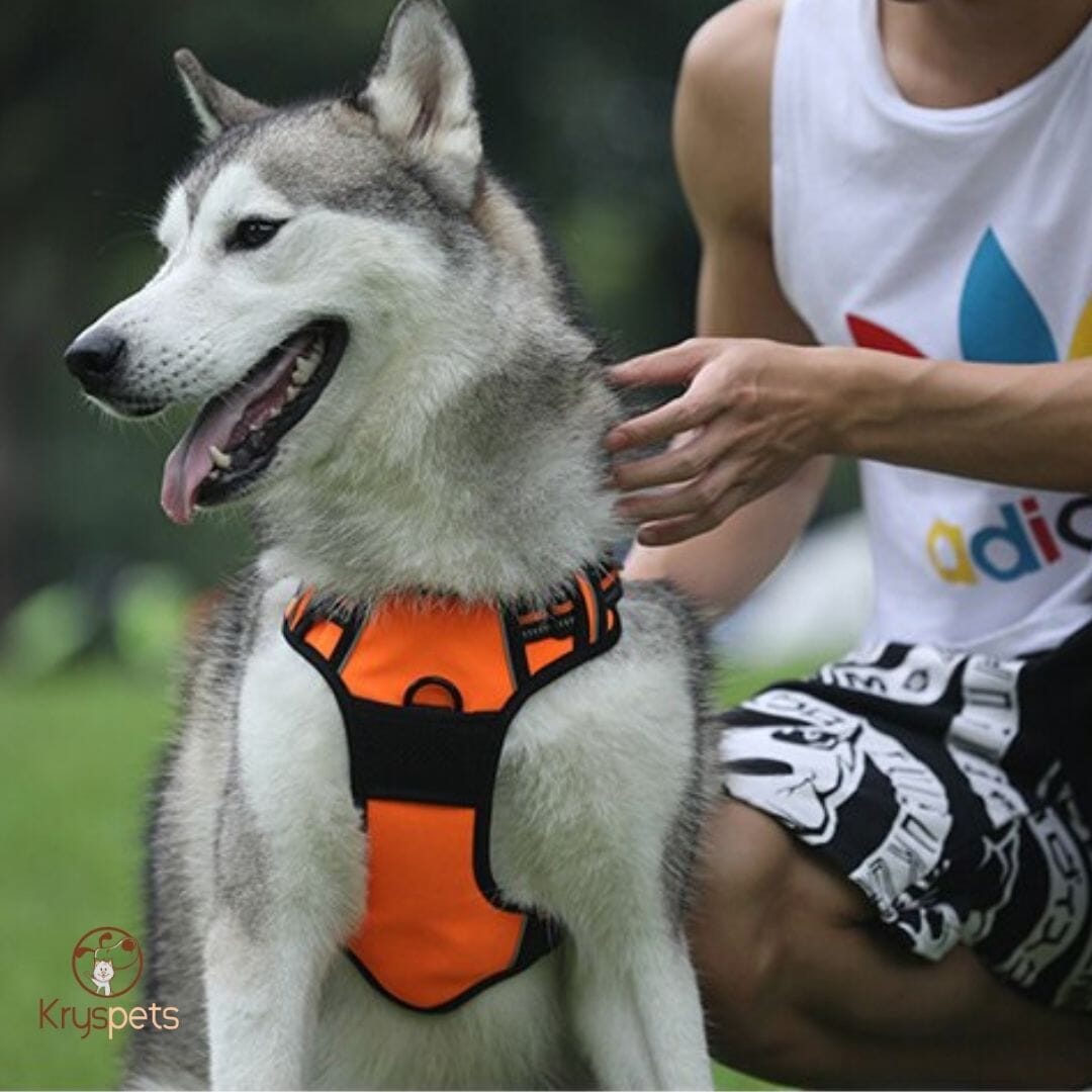 Harnais anti traction chien - HarnyDOGâą