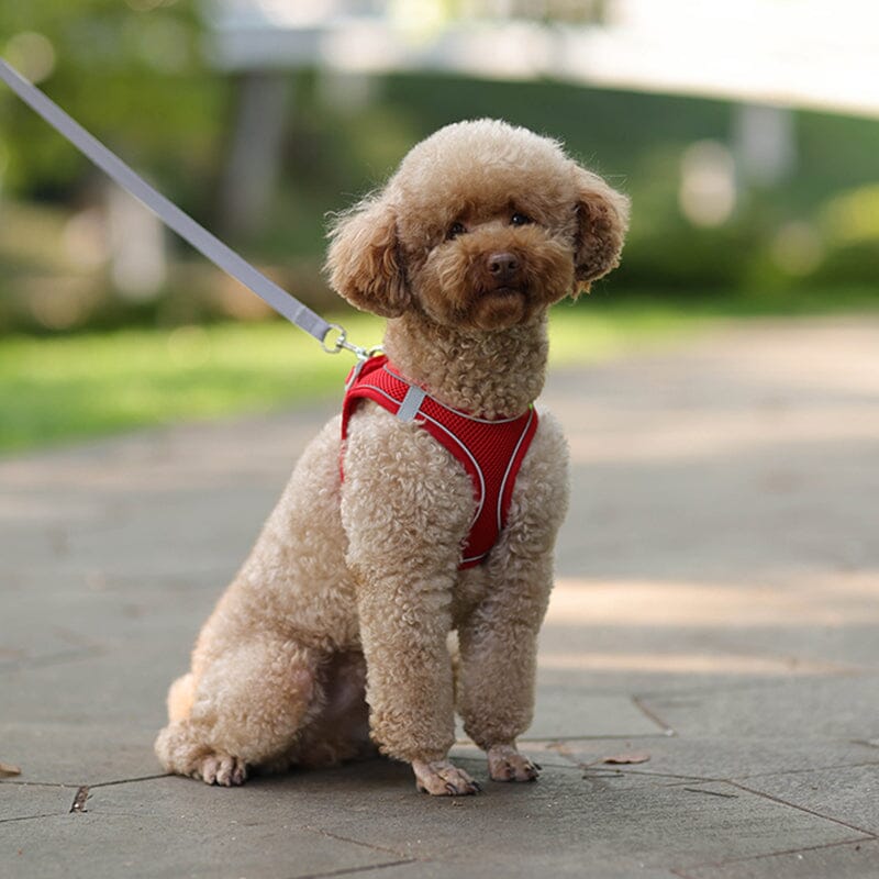 Harnais anti traction chien - MiniPETS™