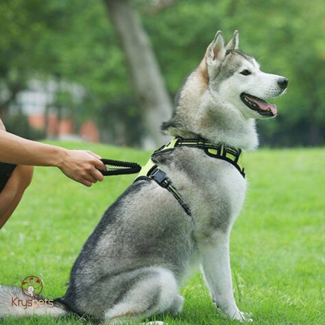 Harnais anti traction chien - HarnyDOGâą