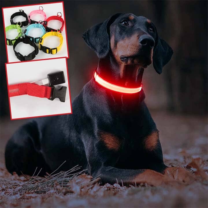 Collier lumineux pour chien - SHINE™