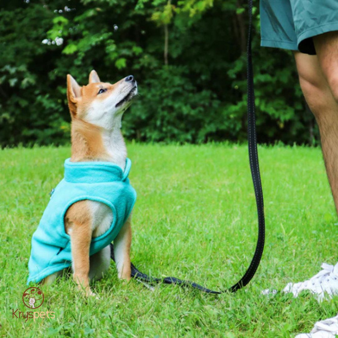 Manteau_chien_bleu ciel