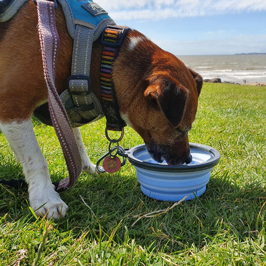 Gamelle chien - AquaDOG™