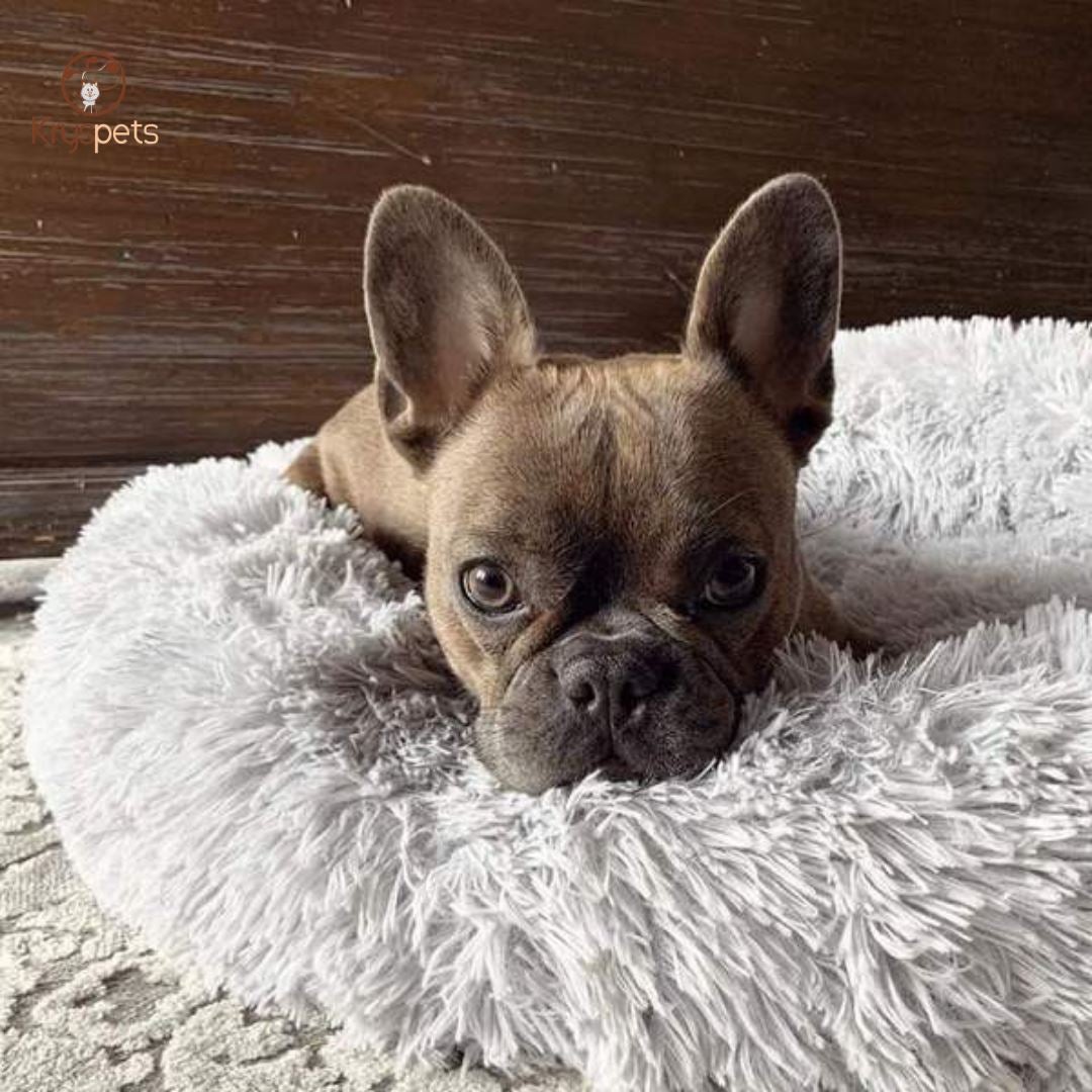 LIT APAISANT POUR ANIMAUX DE COMPAGNIE - RELAX BED™** - Kryspet's