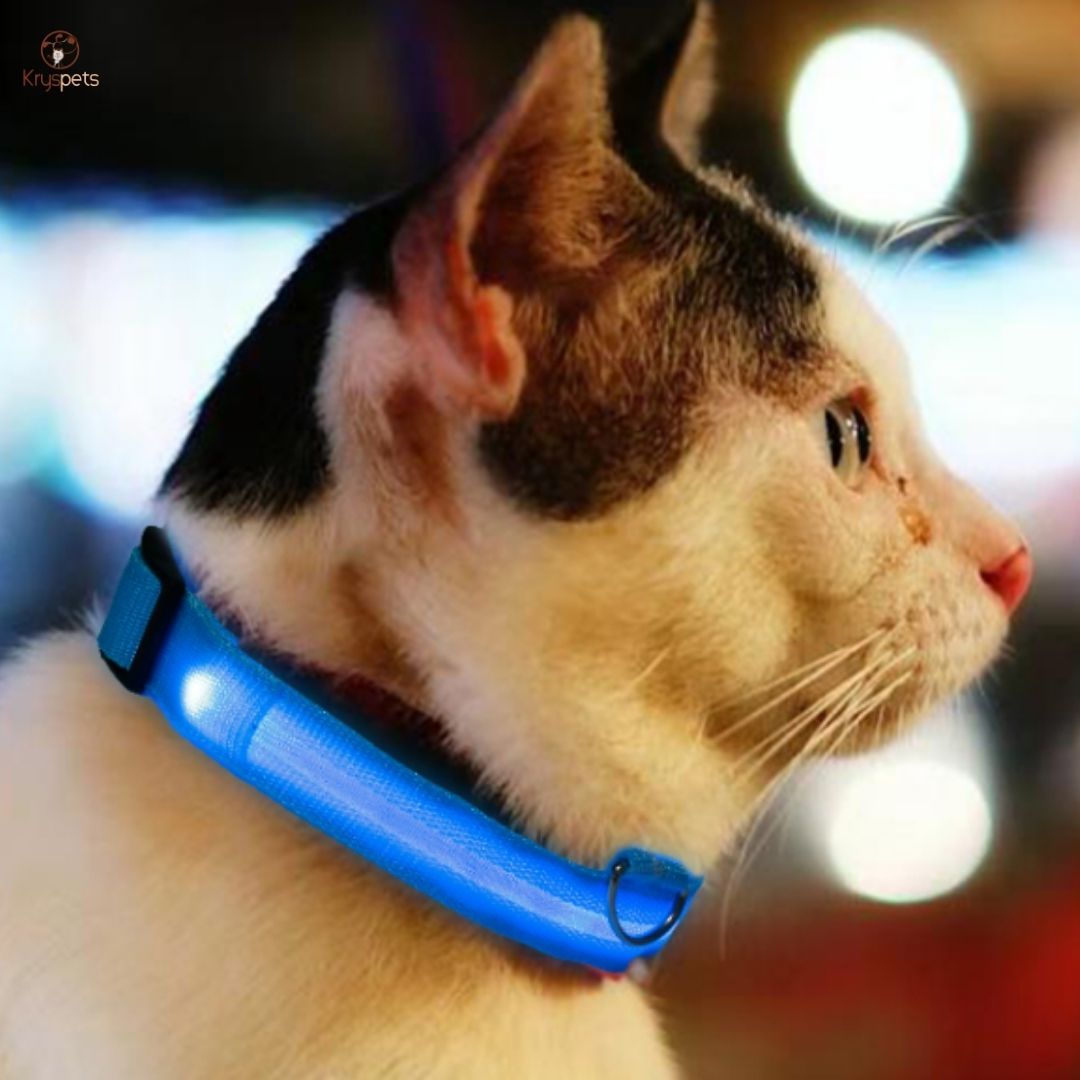 Collier lumineux pour chiens ou chats - SHINE™ - Kryspet's