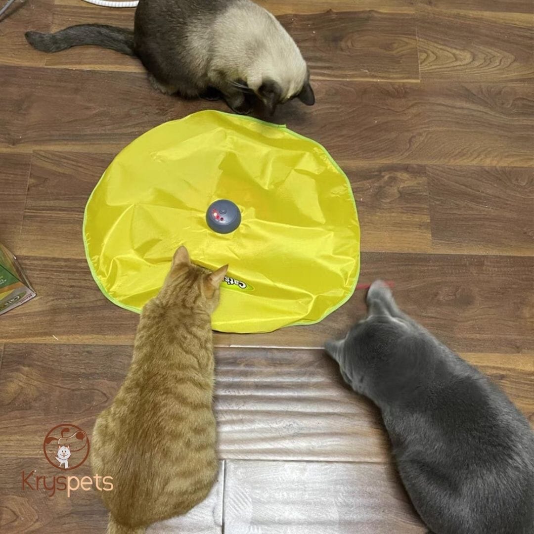 jouet chat attrape souris