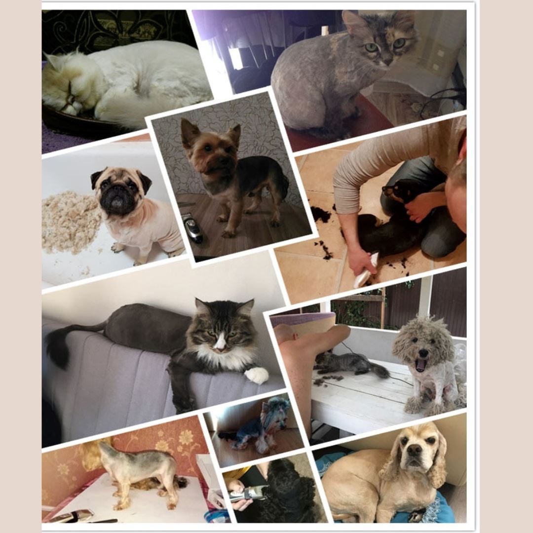 Tondeuse pour chien chat ou lapin- KOUPTOUT™ - Kryspet's