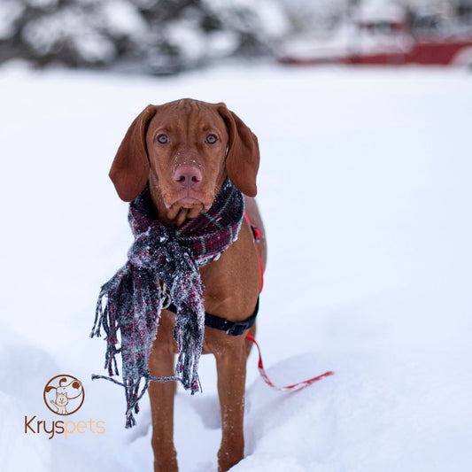 Chien qui à froid dans la neige