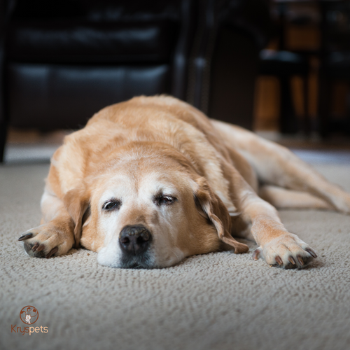 Chien incontinent : causes, solutions et importance des couches adaptées 🐶🩲💧