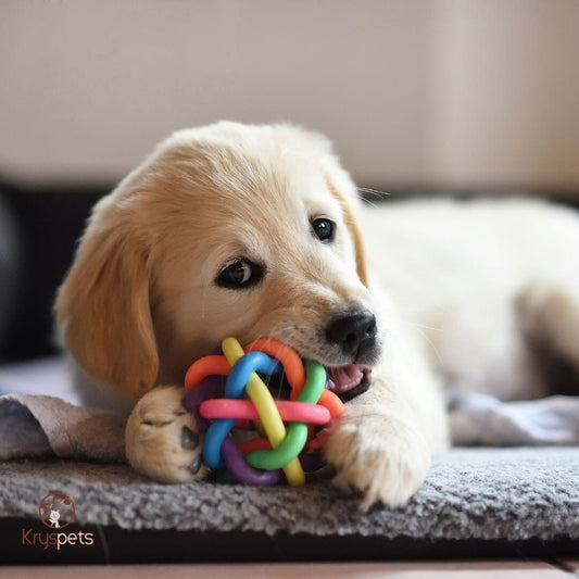 Les bienfaits des jouets interactifs pour chiens
