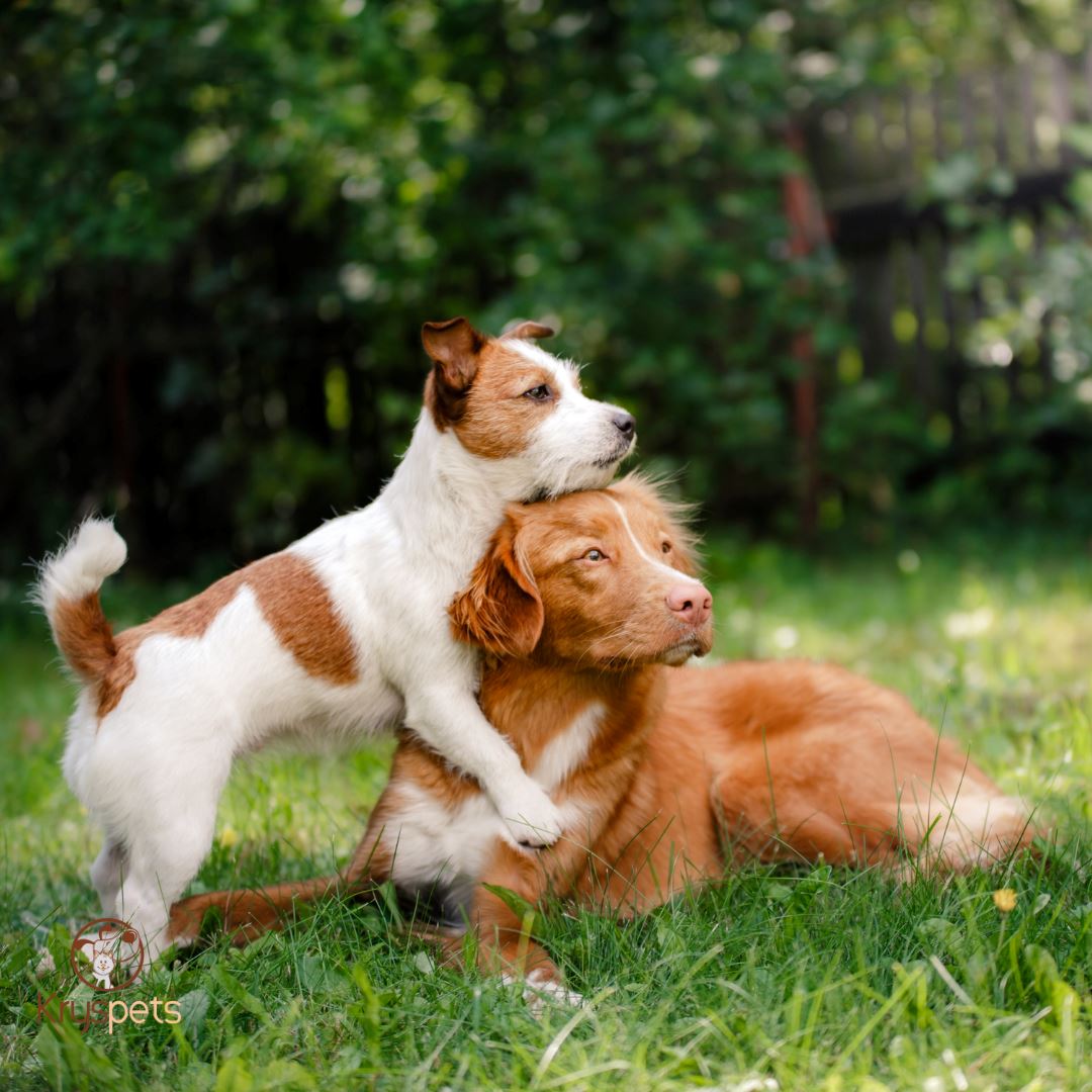 Chien - Les Top 10 des races de chien les plus populaires: Guide des accessoires adaptés à chacune