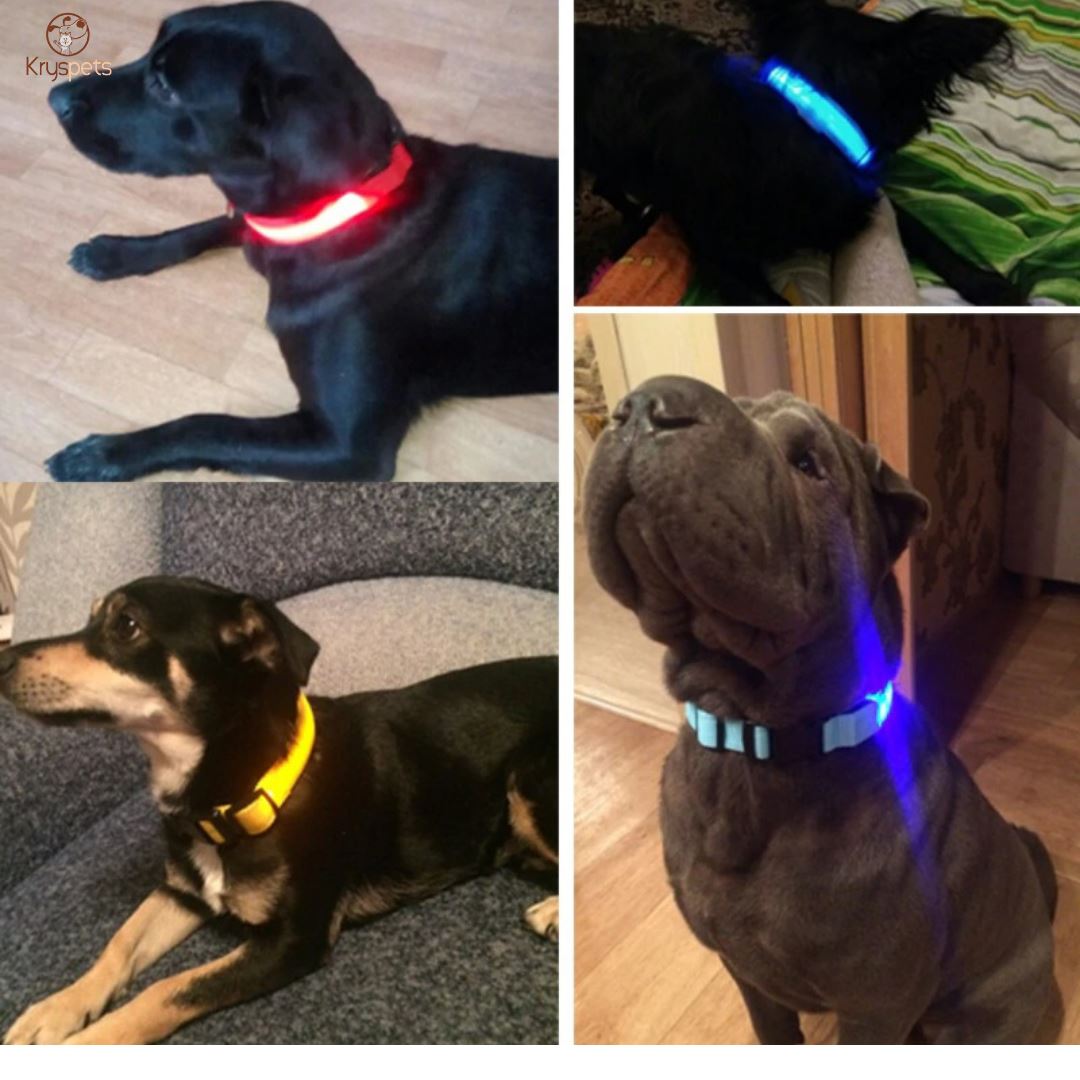 Collier lumineux pour chiens ou chats - SHINE™ - Kryspet's