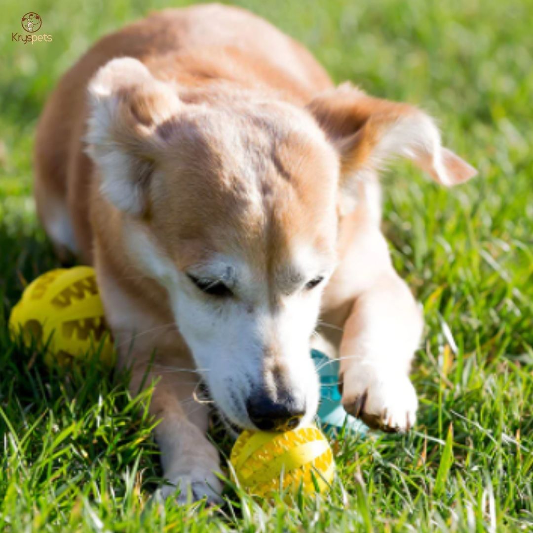 Balle de nettoyage dents pour chien - FUNNY BOULE™ - Kryspet's