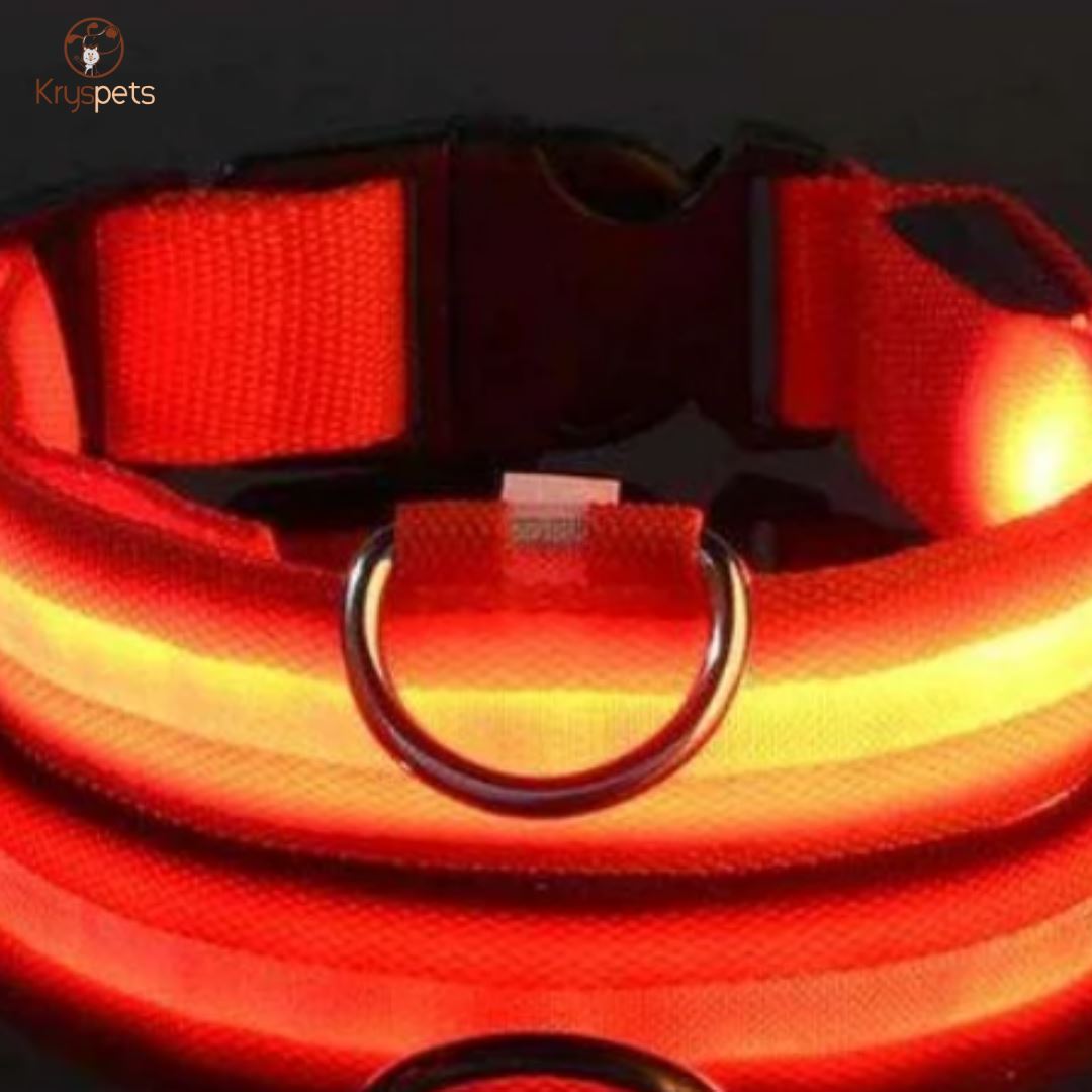 Collier lumineux pour chiens ou chats - SHINE™ - Kryspet's