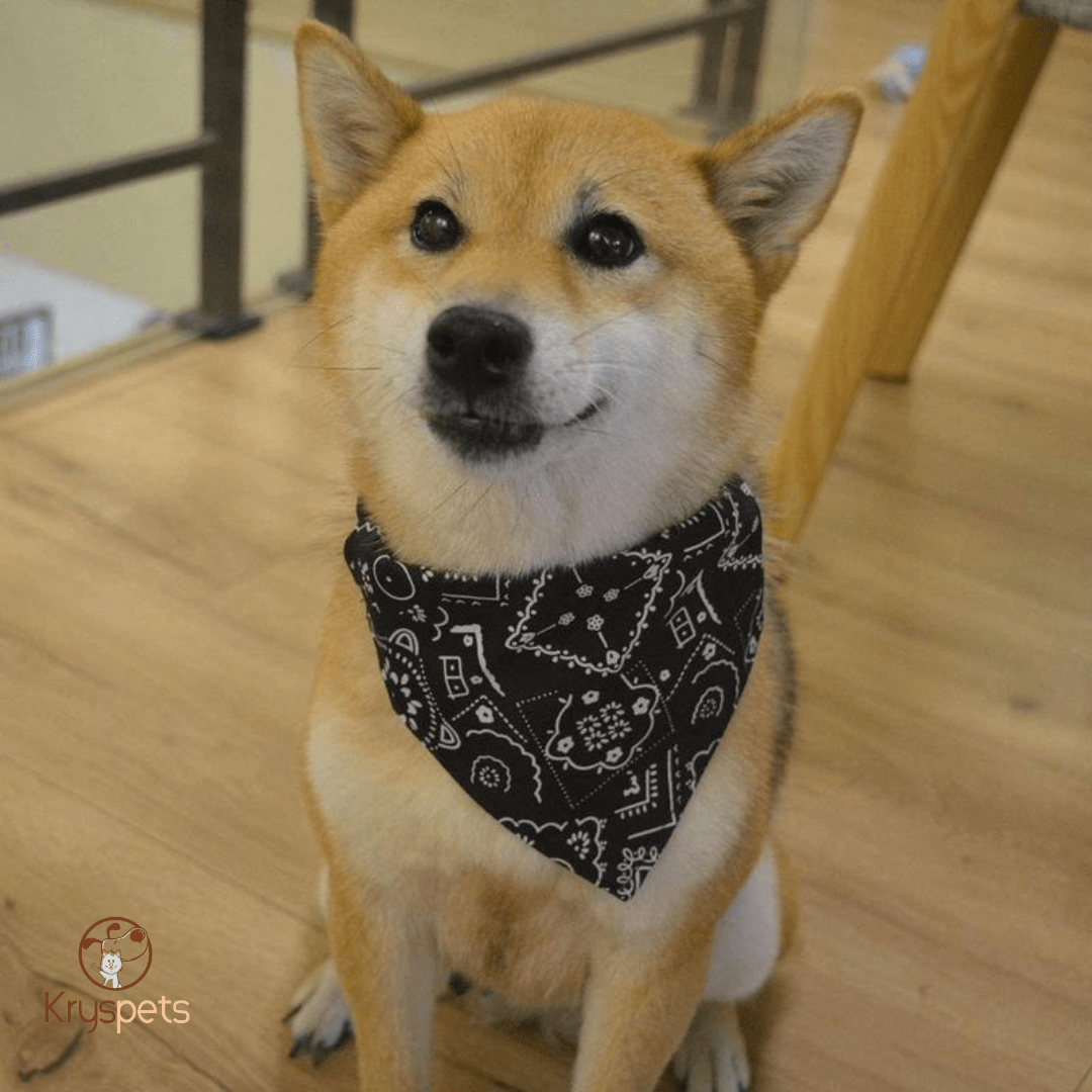 Bandana chien - KrysSTYLE™*