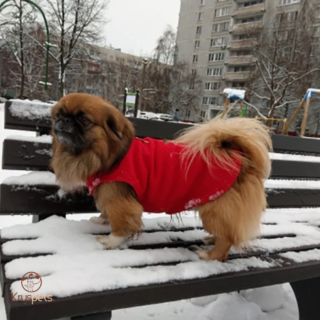 Manteau_chien_