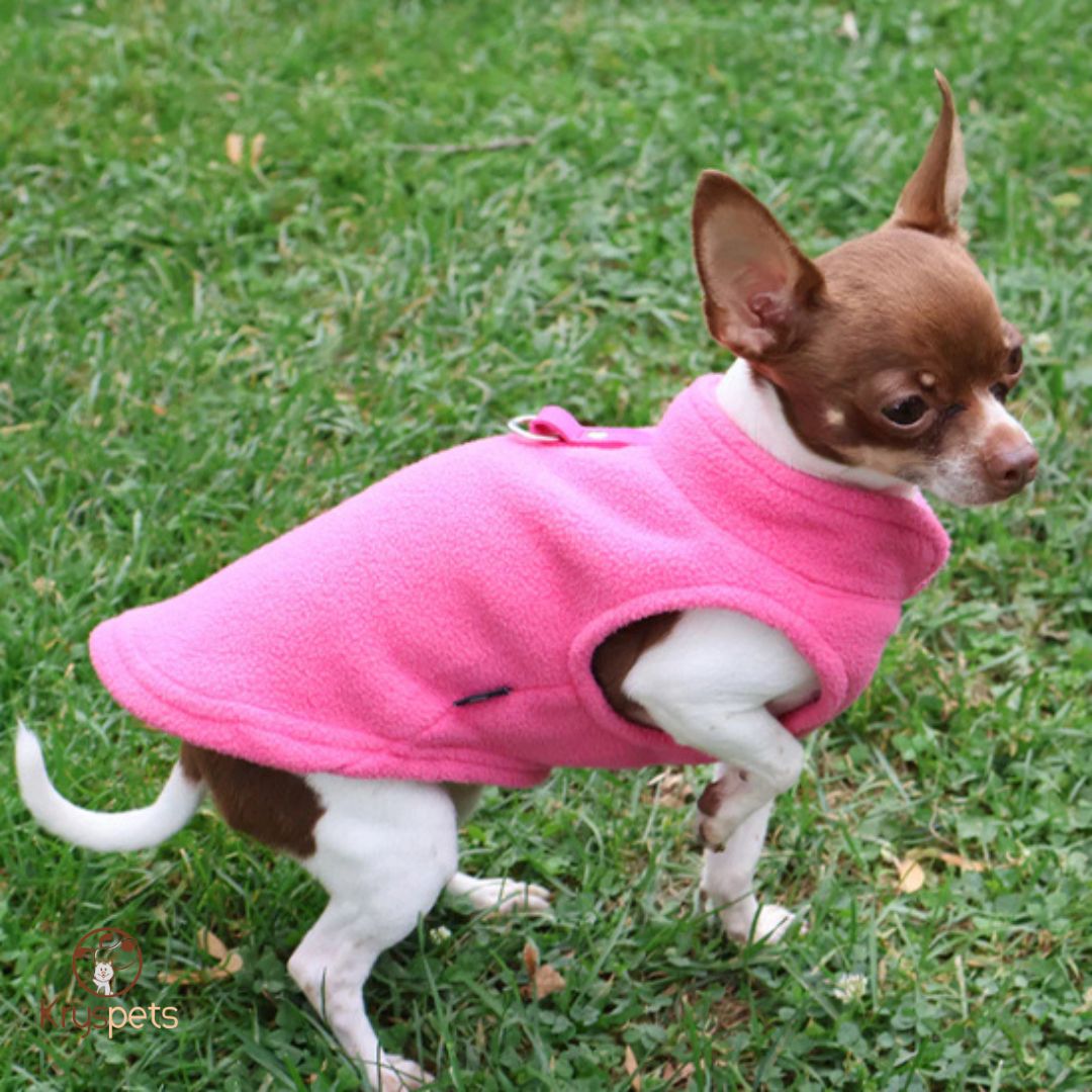 manteau chien rose chihuahua