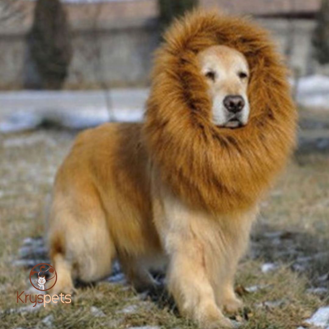 Crinière Lion- Crinière déguisement halloween pour animaux - Kryspet's