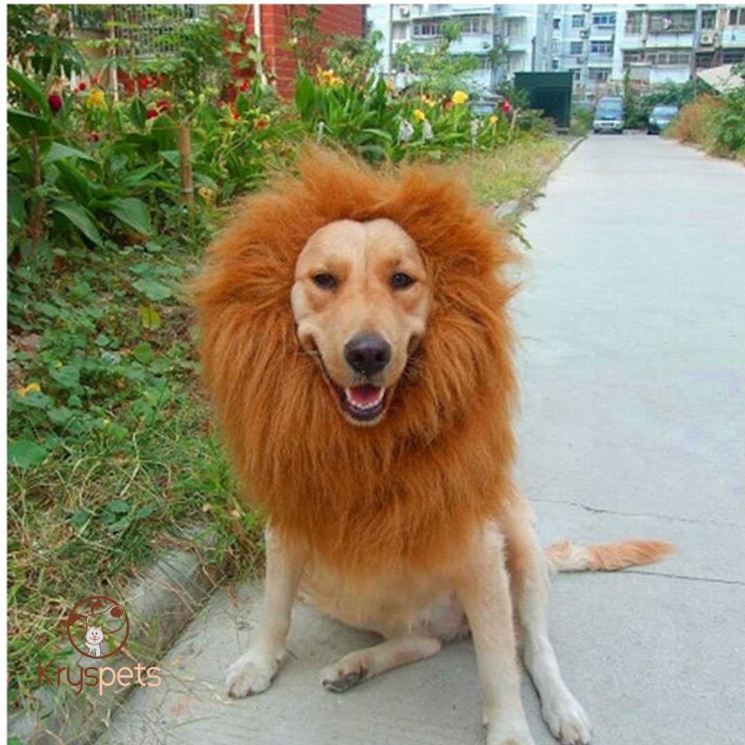 Crinière Lion- Crinière déguisement halloween pour animaux - Kryspet's