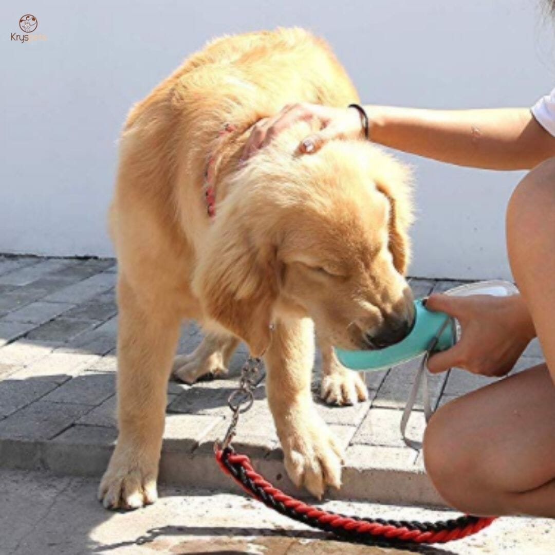 gourde pour chien portable