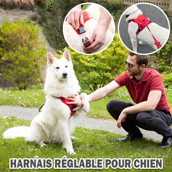 harnais chien anti traction laisse integree