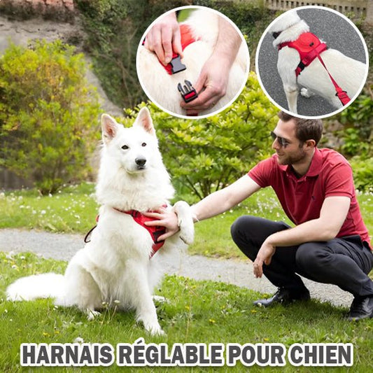 harnais chien anti traction laisse integree