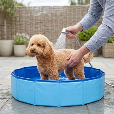 Piscine pour Chien