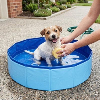 Piscine pour Chien