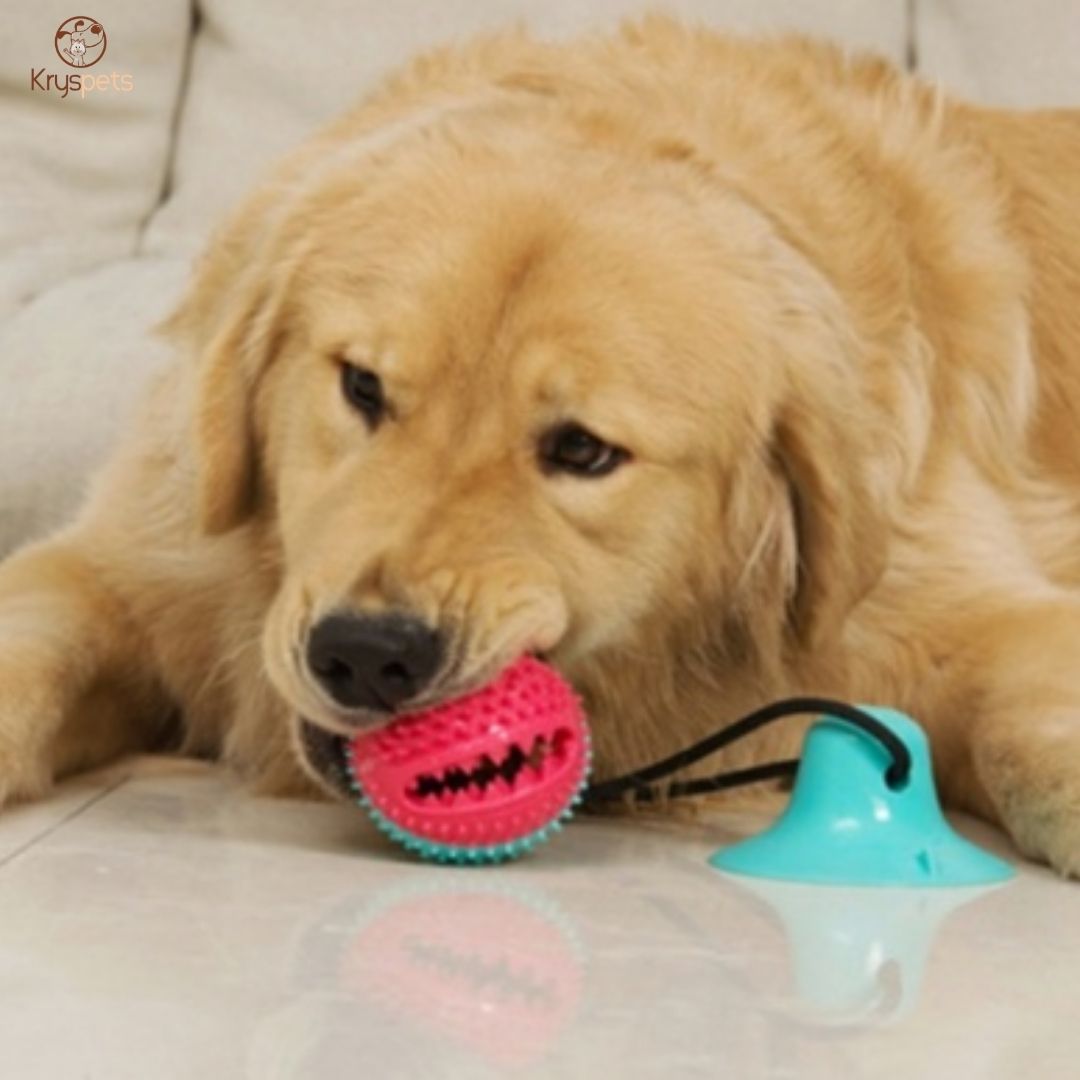 Jouet Ventouse Multifonctions pour chien - LACHE RIEN™ - Kryspet's