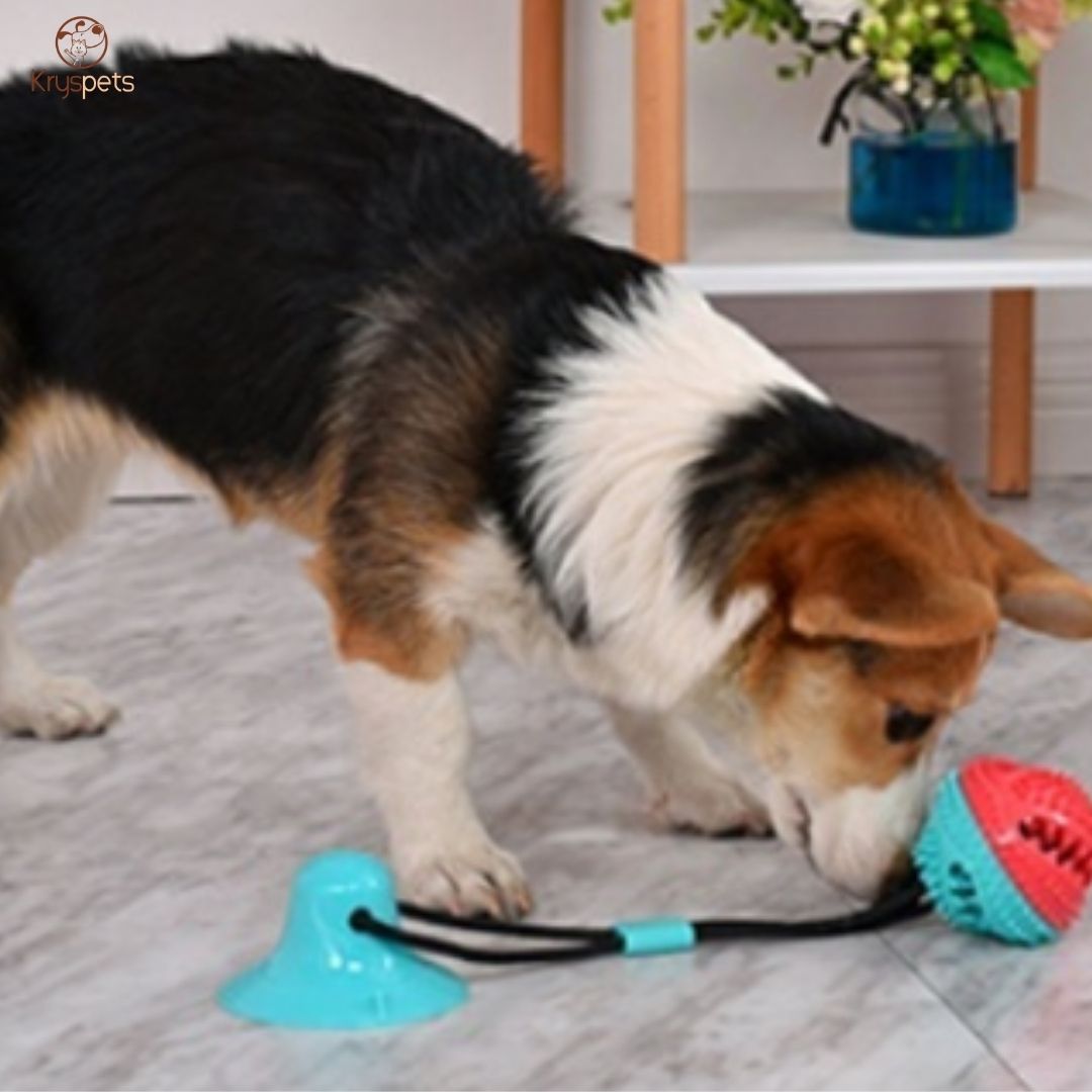 Jouet Ventouse Multifonctions pour chien - LACHE RIEN™ - Kryspet's