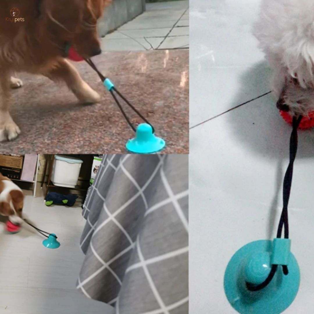 Jouet Ventouse Multifonctions pour chien - LACHE RIEN™ - Kryspet's